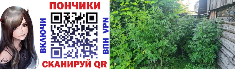Бошки марихуана SATIVA & INDICA  хочу наркоту  blacksprut ССЫЛКА  Межгорье 